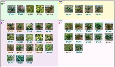 Construction of SNP fingerprint and population genetic analysis of honeysuckle germplasm resources in China